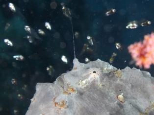 Atennarius Pictus